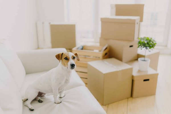 How to Create a Comfy and Safe Sleep Environment for Pets with Separation Anxiety?